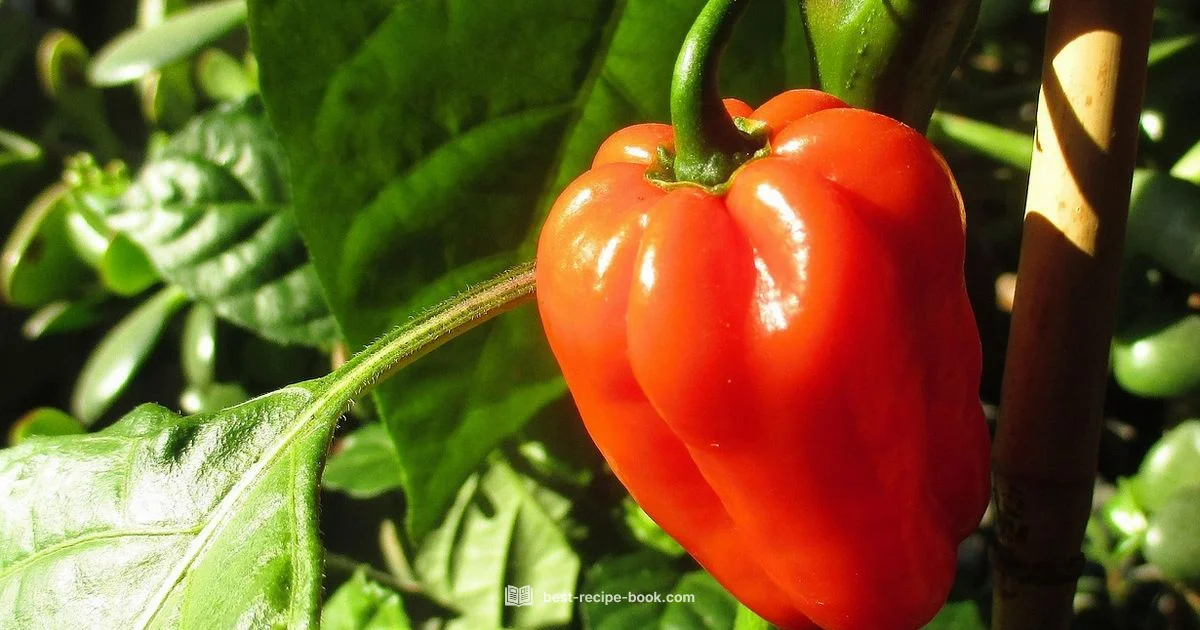 Pricing in 2026 Pricing in 2026 - Best Recipe Book