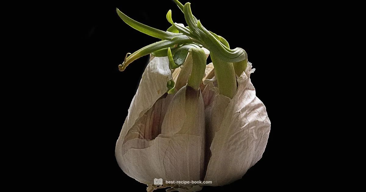 Mujadara Basics Mujadara Basics - Best Recipe Book