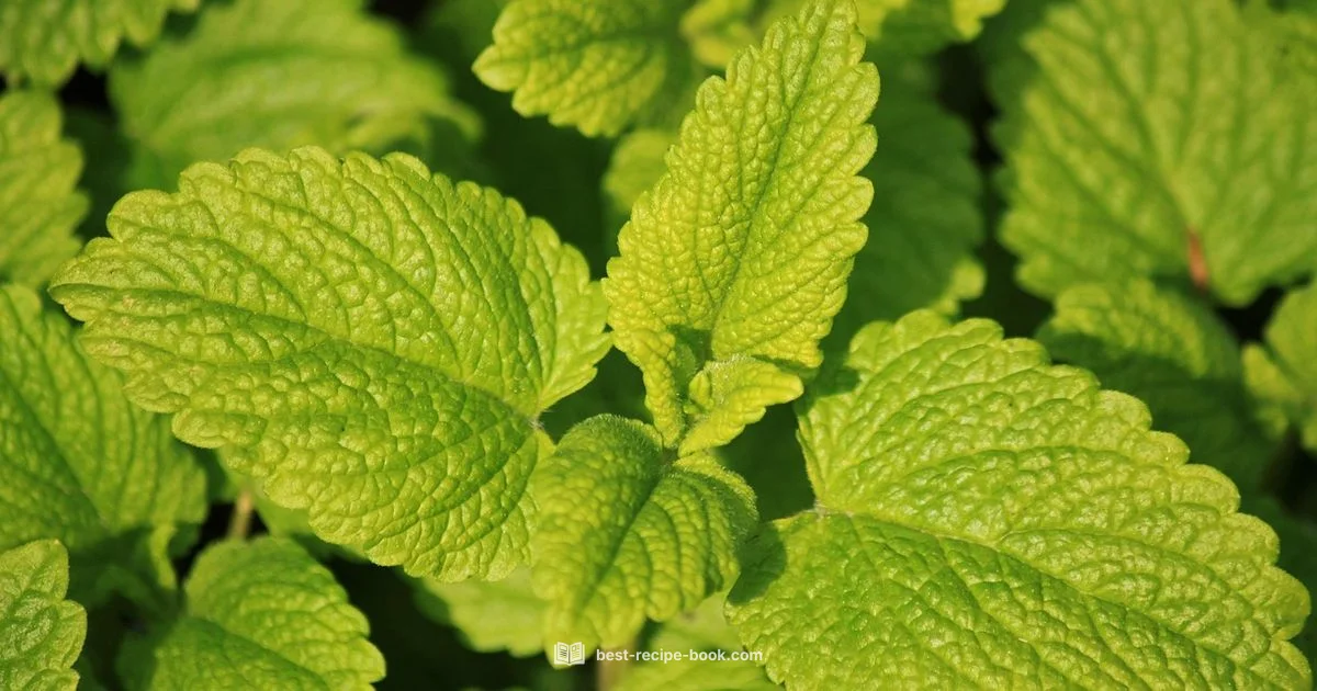 Lemon Balm Guide - Best Recipe Book