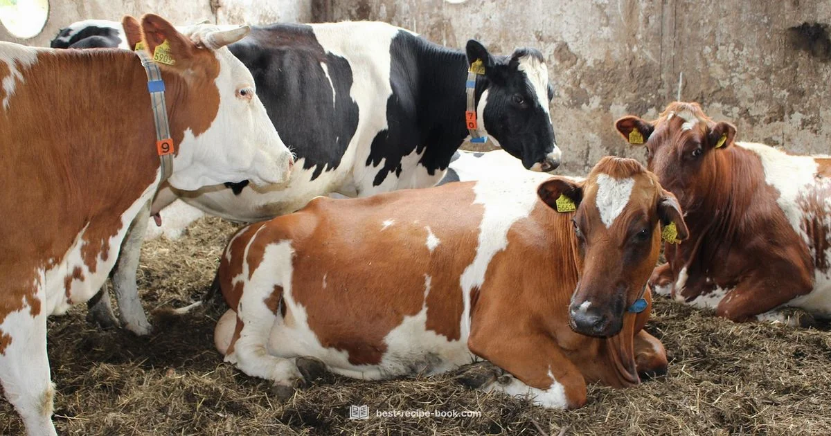 Braised Beef Guide - Best Recipe Book