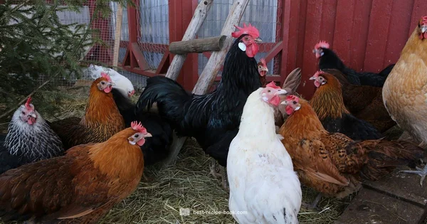 Leftover Ideas - Best Recipe Book