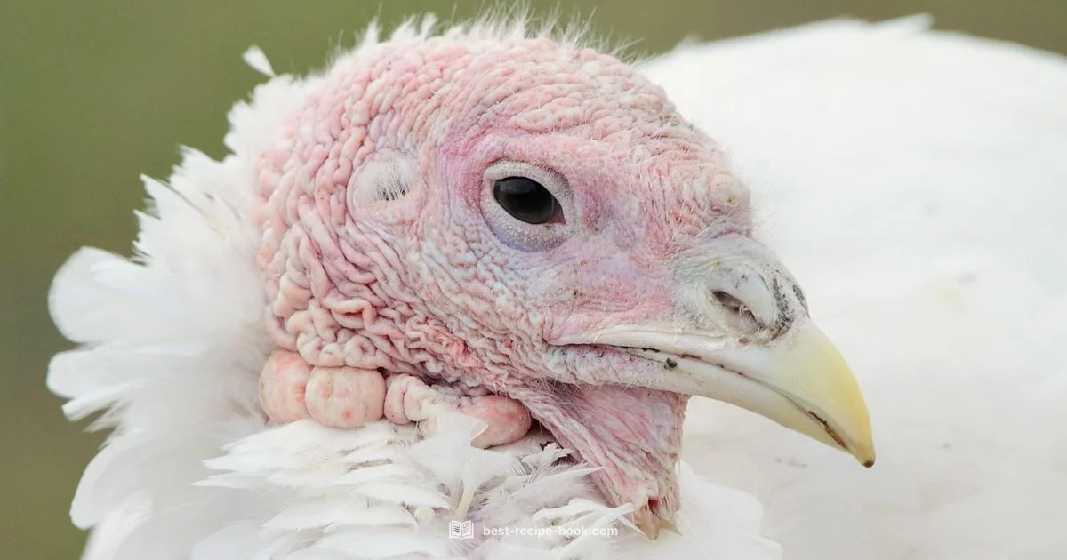 Juicy Turkey Breast - Best Recipe Book