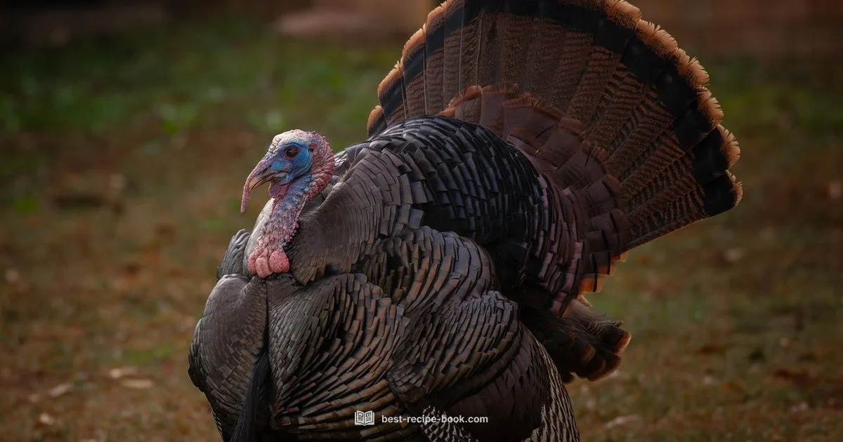 Brine a Turkey - Best Recipe Book