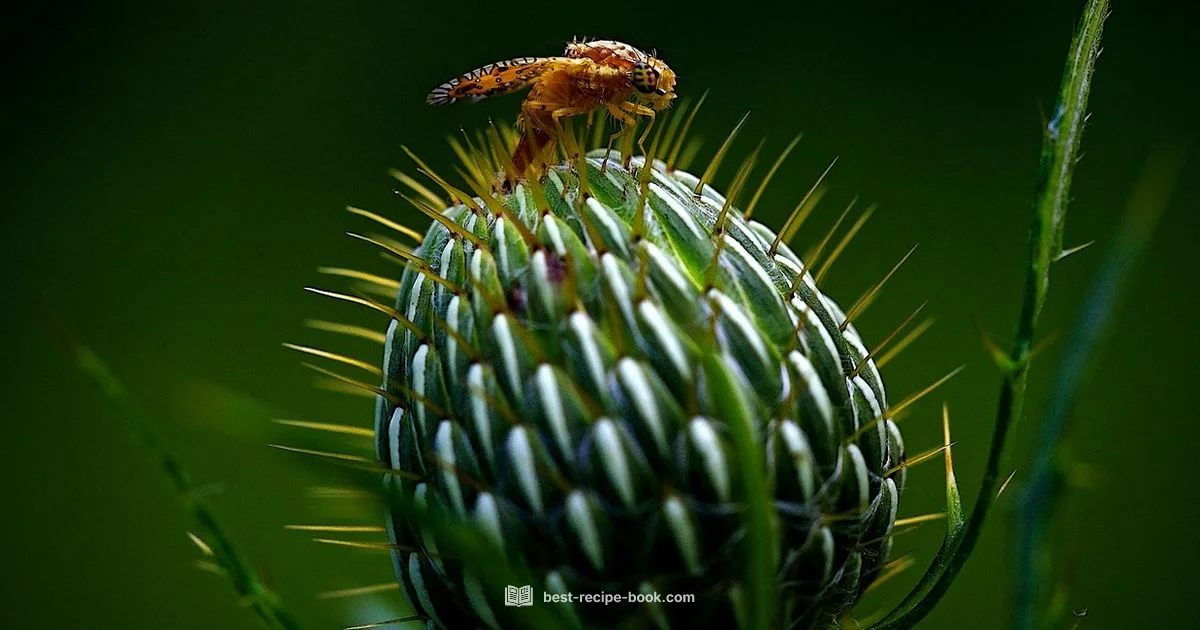 Fruit Fly Trap Guide Fruit Fly Trap Guide - Best Recipe Book