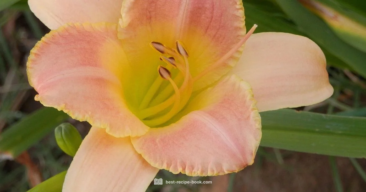 Glow vs Peach Lily - Best Recipe Book