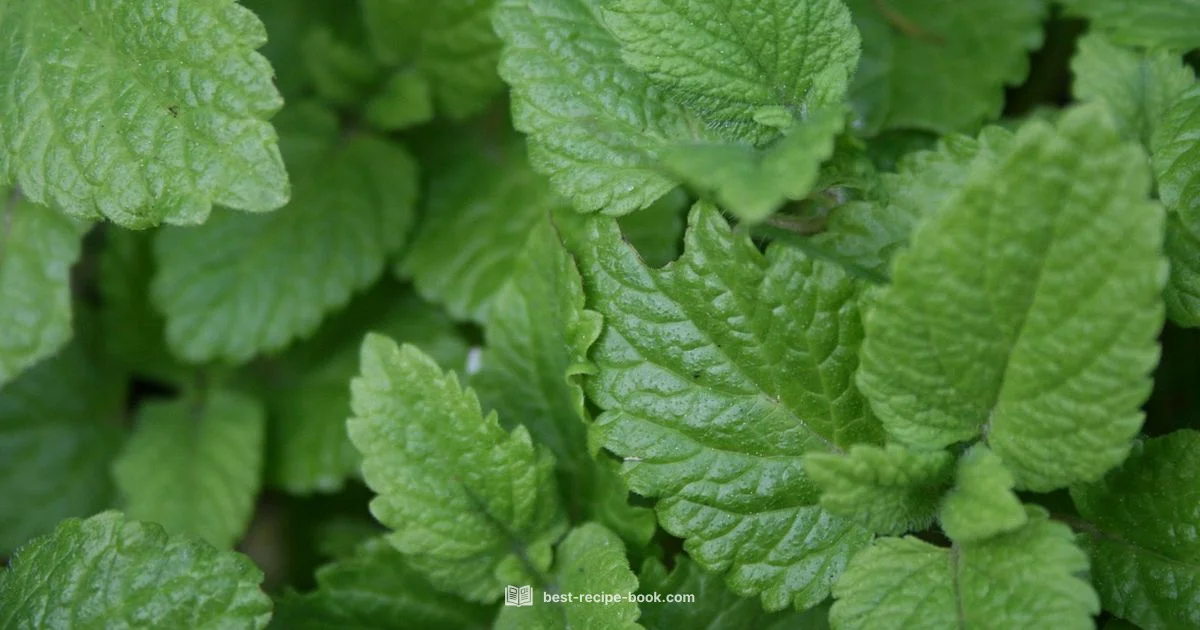 Lemon Balm Recipe - Best Recipe Book
