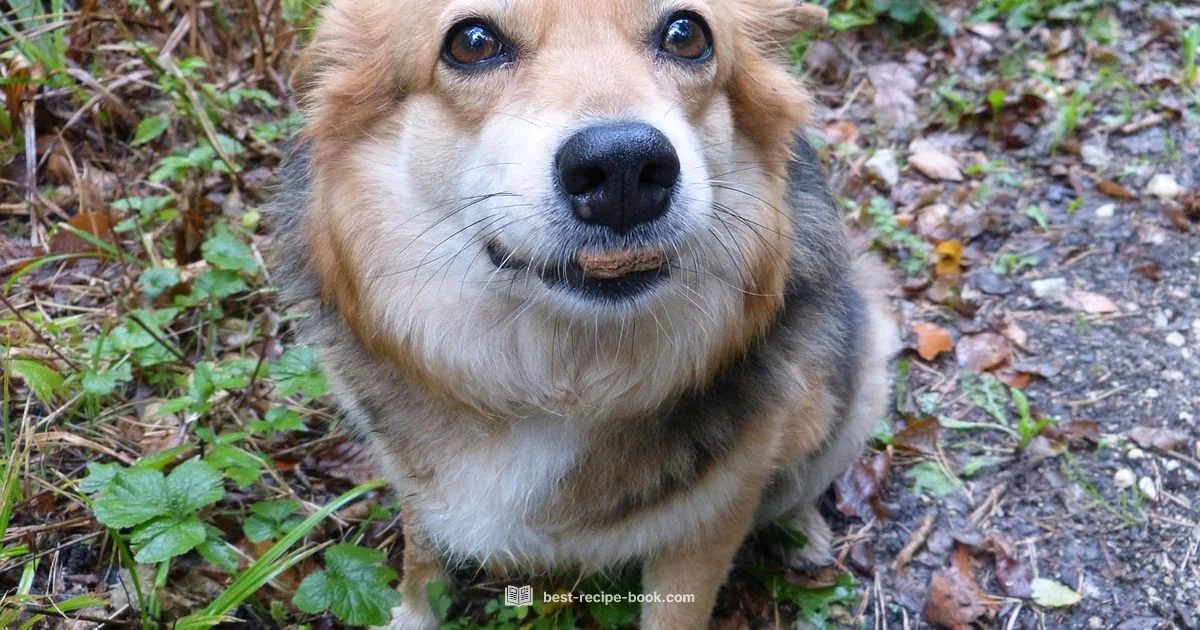 Homemade Dog Meals - Best Recipe Book