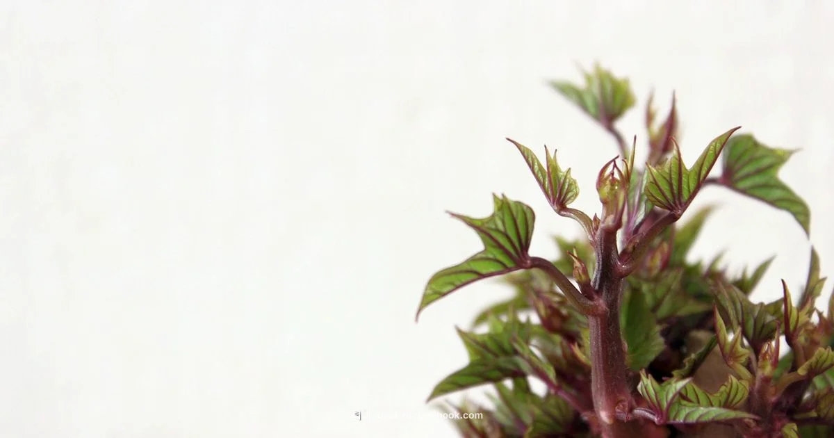 Sweet Potato Souffle - Best Recipe Book